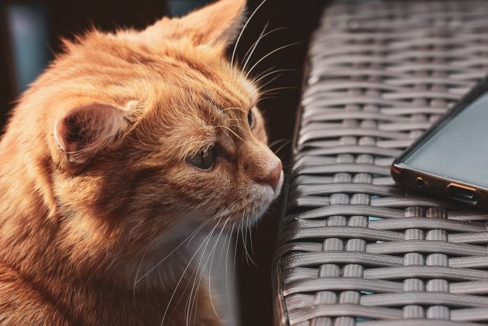 Chat en intérieur.